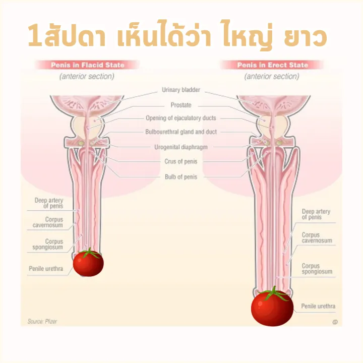 วิตามินเม็ด Vitamin น้องชาย ผู้ชาย สำหรับสุภาพบุรุษ อาหารเสริมเพื่อสุขภาพ