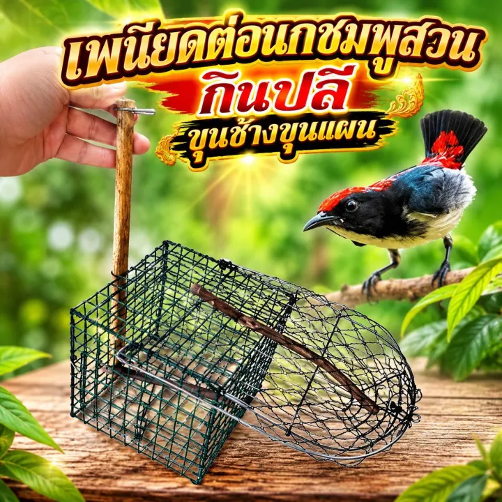 กรงต่อนกเล็ก เพนียดต่อนกเล็ก นกชมพูสวน กินปลี ขุนช้างขุนแผน ใช้ง่ายทนทาน พกพาสะดวก