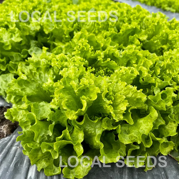 🌱ตัวเลือกเยอะสุด!!🌱เมล็ดผักสลัด100-300 เมล็ด10 บาท งอกดีมีคู่มือ [10แถม1] / เมล็ดพันธุ์ผักสลัด ผักสลัด ผักออแกนิค